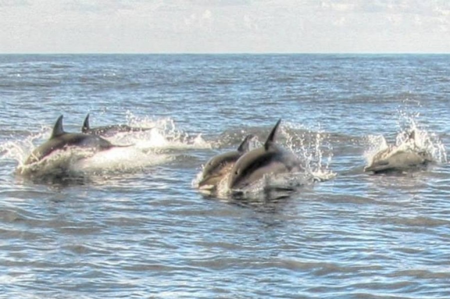 Dolphins in the English Channel